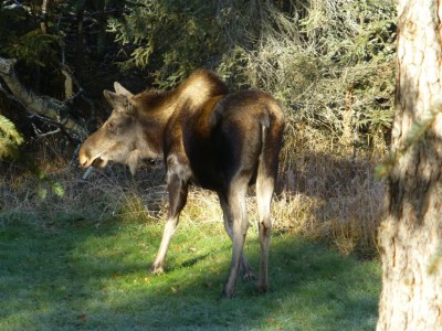 P1020602 moose (Medium)