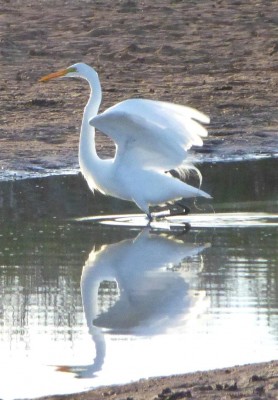 P1030143 Great Egret (Large)