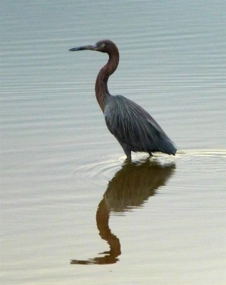 P1030151Reddish Egret (Large)