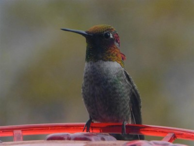 P1060770 hummingbird friend (Large)