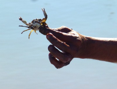 P1070816 tiny crab