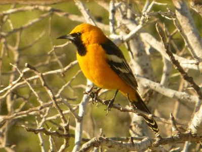 P1070562 Hooded Oriole