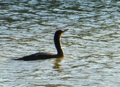 P1070866 Brandt's Cormorant