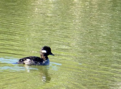 P1070921 Bufflehead