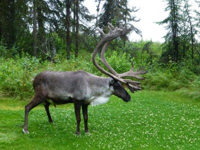 P1100730 Caribou