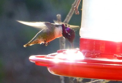 P1110242 Hummer Black Chinned