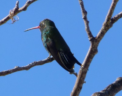 P1110386 Hummer green